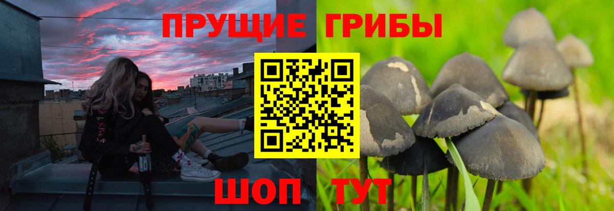 Сызрань  Псилоцибиновые грибы Psilocybe  Вход с VPN 